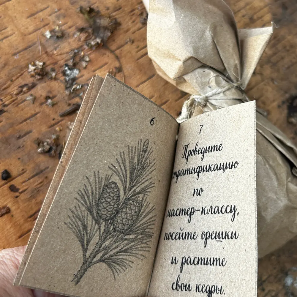 Кедровая шишка для выращивания сибирского кедра · фото 6